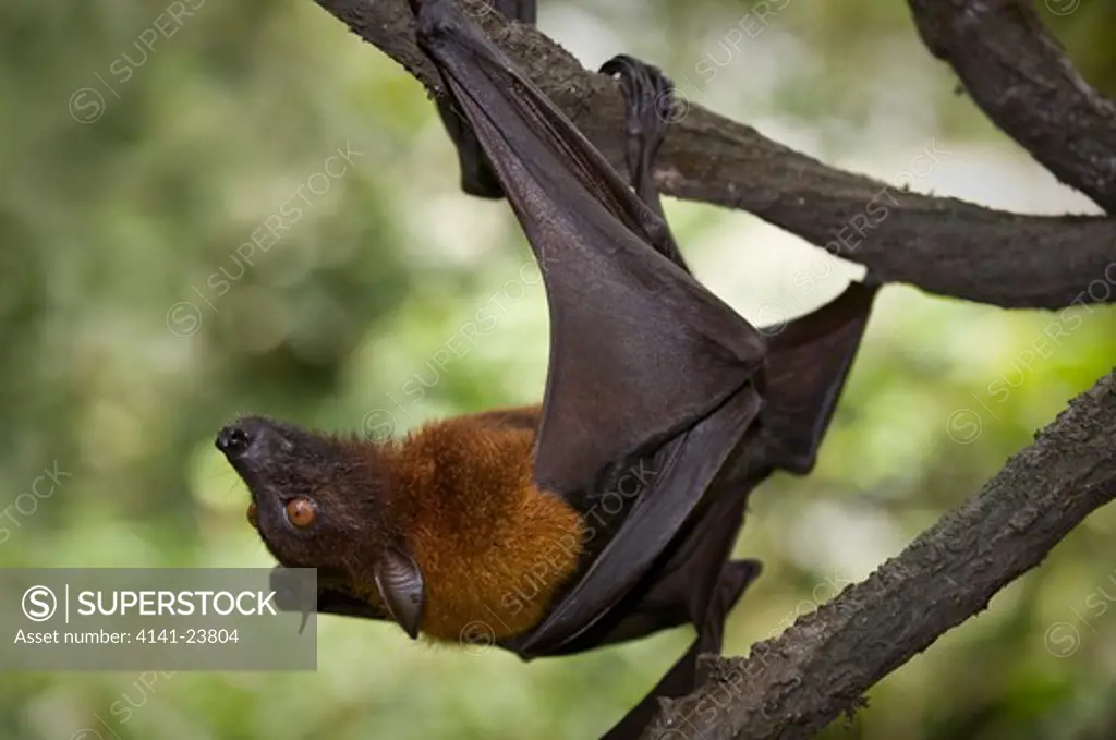 large or greater flying fox (pteropus vampyrus) or kalang. from south east asia (including; cambodia, indonesia, malaysia, borneo, myanmar, philippines and thailand). photographed in captivity at singapore zoo.
