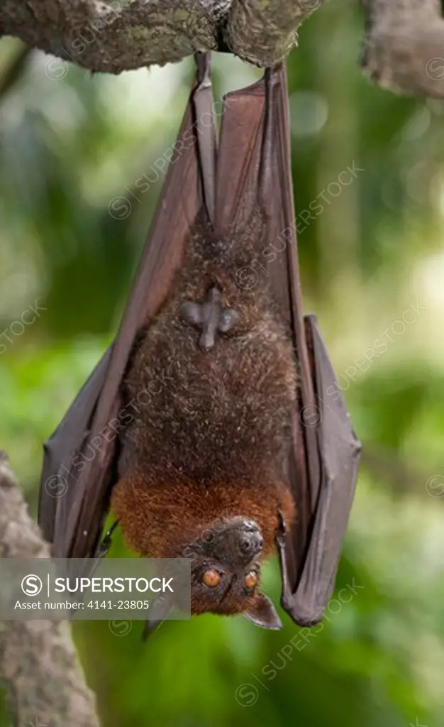 large or greater flying fox (pteropus vampyrus) or kalang. from south east asia (including; cambodia, indonesia, malaysia, borneo, myanmar, philippines and thailand). photographed in captivity at singapore zoo.