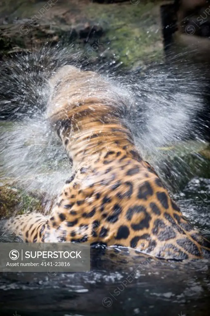 male jaguar (panthera onca) in water. from central & south america. captive, singapore zoo. (digitally modified).