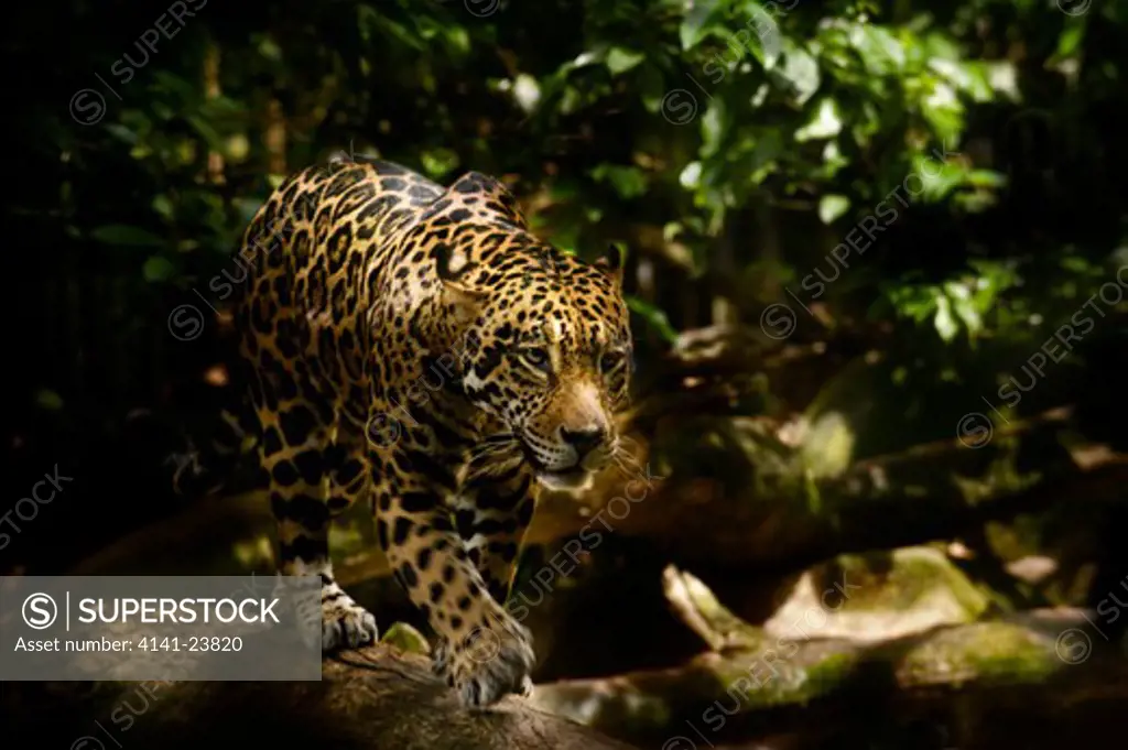 male jaguar (panthera onca) walking in forest. from central & south america. captive, singapore zoo. (digitally modified).