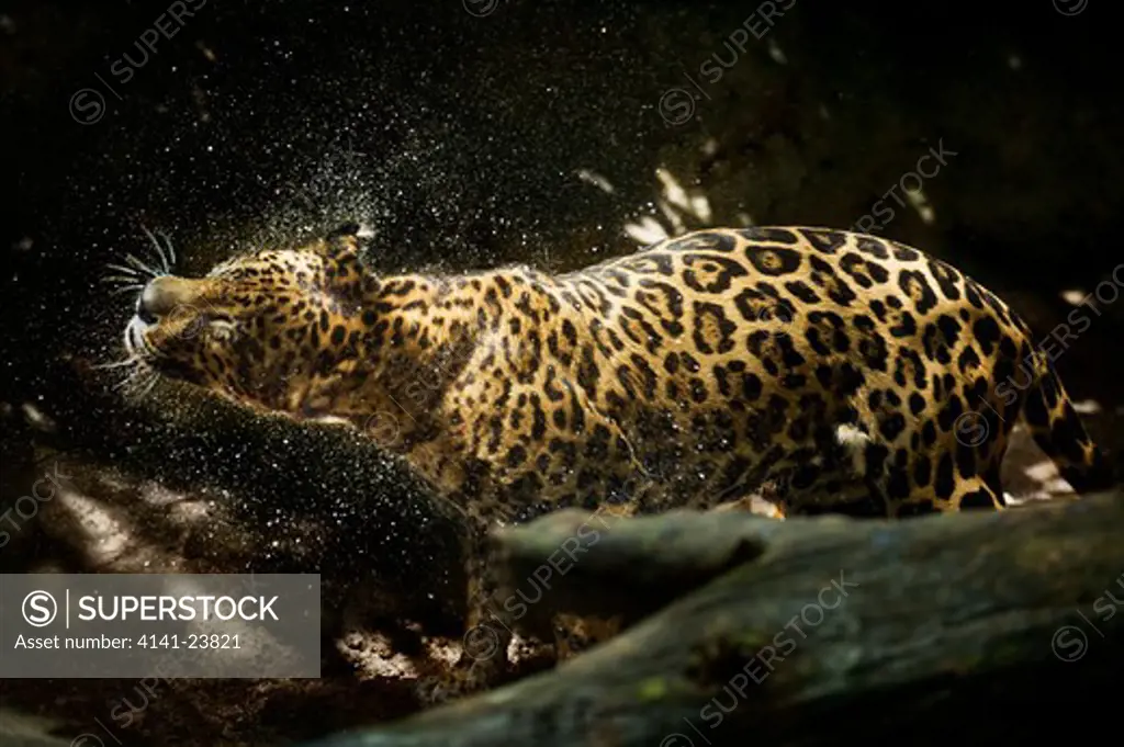 male jaguar (panthera onca) shaking water from body, from central & south america. captive, singapore zoo. (digitally modified).