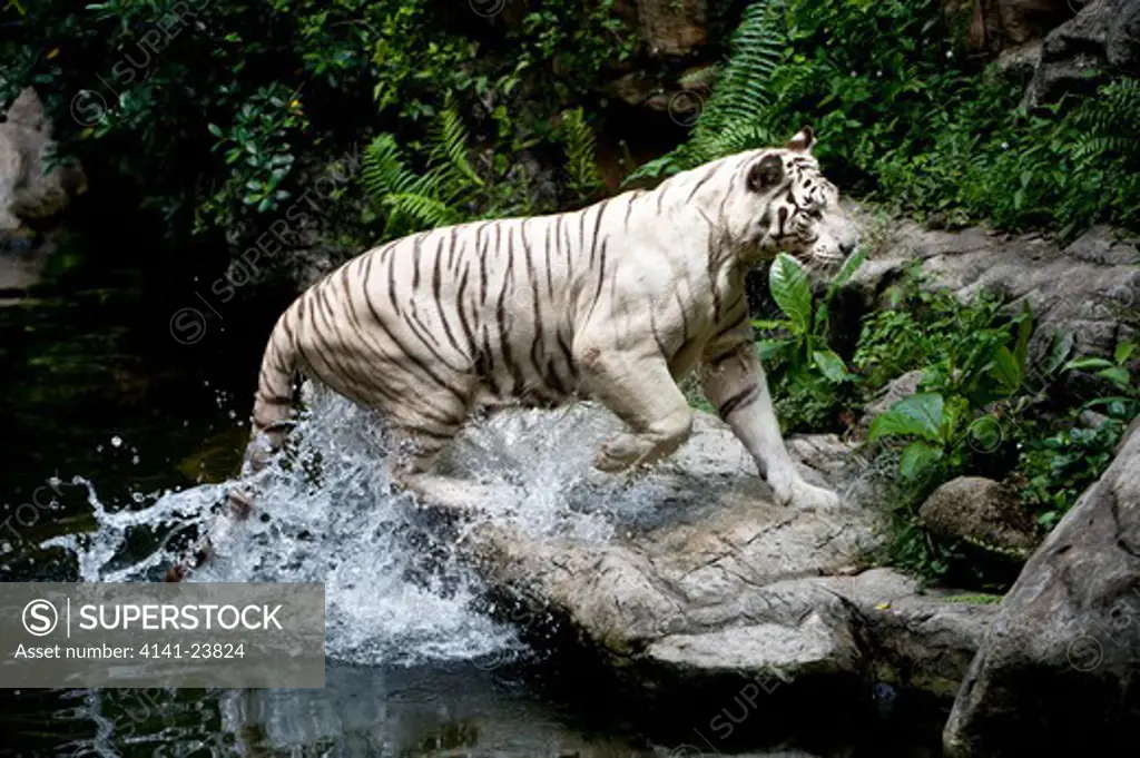 male white tiger (panthera tigris tigris). double recessive gene produces pale colour morph. original wild individuals occurred near rewa in india. now only in captivity. photographed in captivity at singapore zoo.