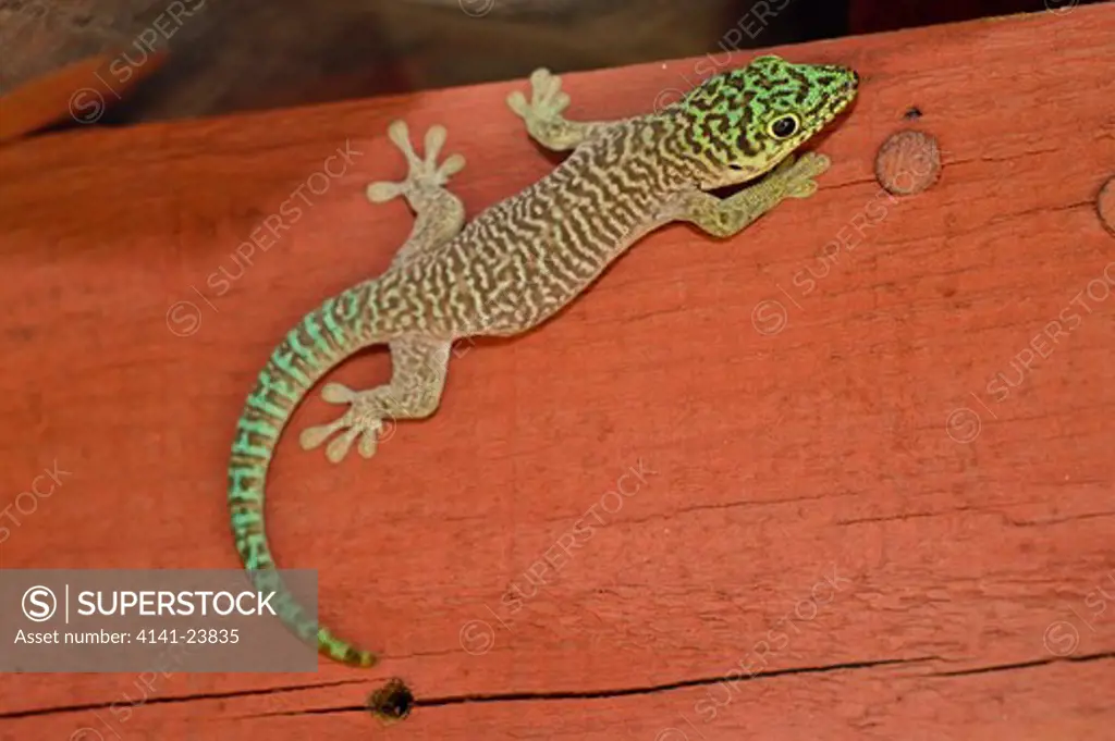 standing's day gecko (phelsuma standingi) on roof of park office. zombitse np., southern madagascar.