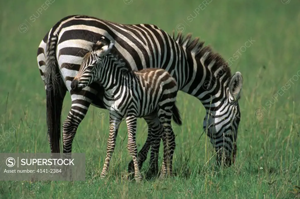 burchell's zebra with young equus burchelli masai mara national reserve, kenya