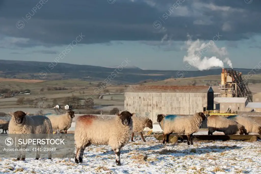 sheep grazing in front of cemex cement works and limestone crushing plant with lowther valley and eastern lake district behind. shap fell, cumbria, uk. winter (january)