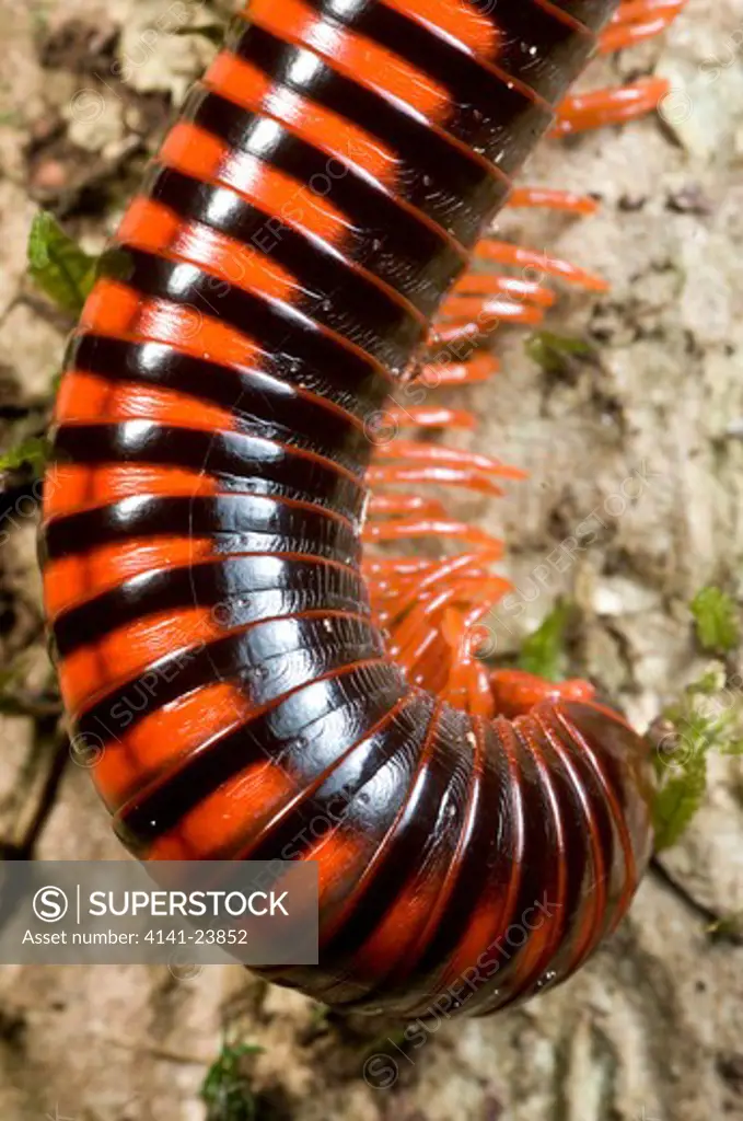 giant millepede (unknown species) foraging in lowland rainforest forest. marojejy np, north east madagascar.