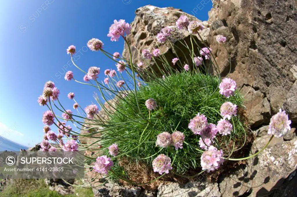 thrift or sea-pink (armeria maritima) on rocky outcrop. isle of mull, scotland.