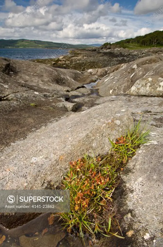 common sundew (drosera rotundifolia) growing in rock crevices on the shoreline. coast of isle of mull, scotland.
