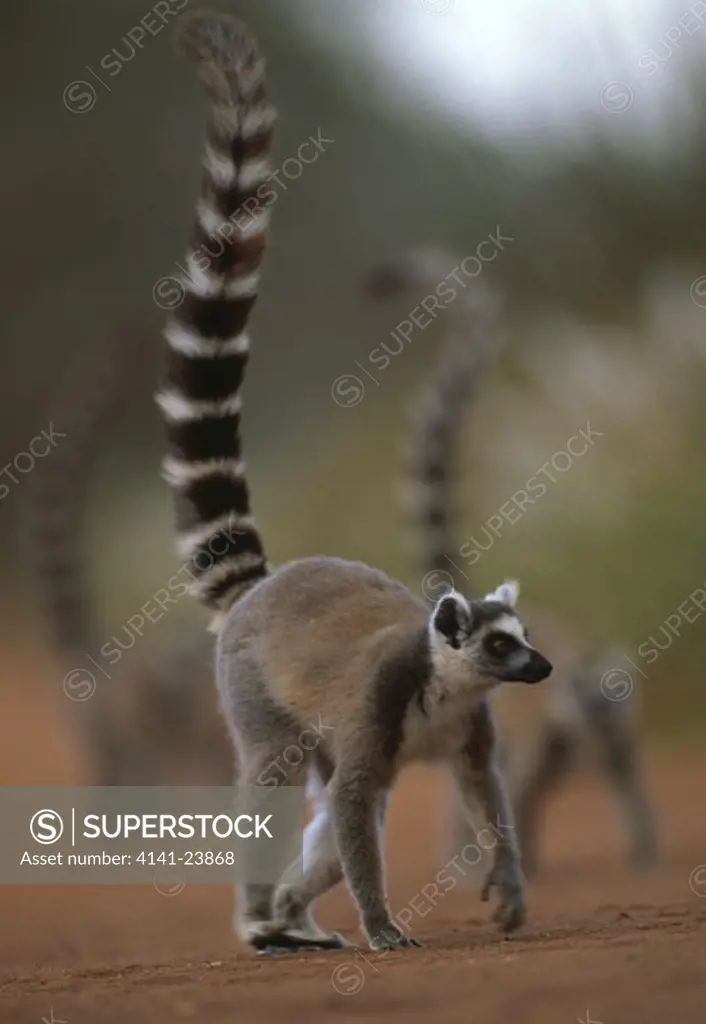 ring-tailed lemur walking lemur catta berenty reserve southern madagascar