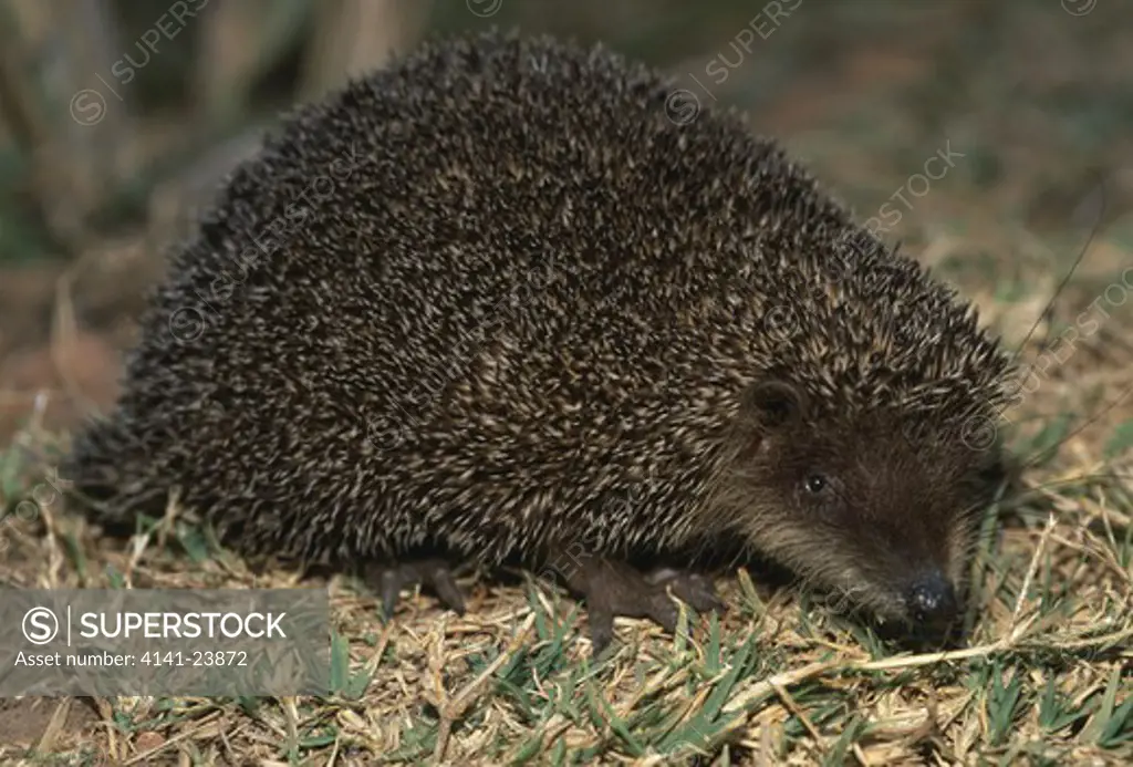 greater hedgehog tenrec setifer setosus foraging at night nosy mangabe northeastern madagascar