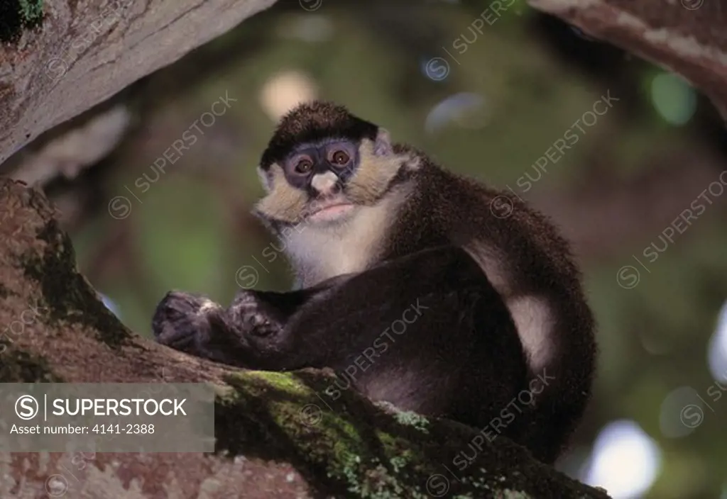 redtail monkey on branch cercopithecus ascanius queen elizabeth national park, uganda 