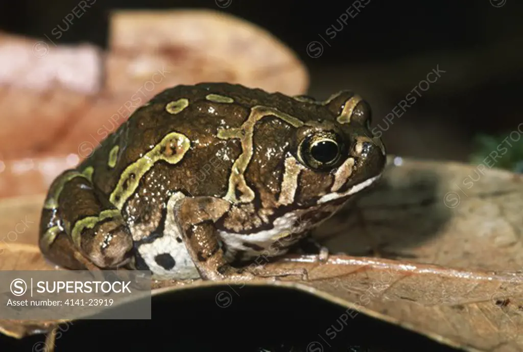 green rain frog on dead leaf scaphiophryne pustulosa ankaratra mtns central madagascar