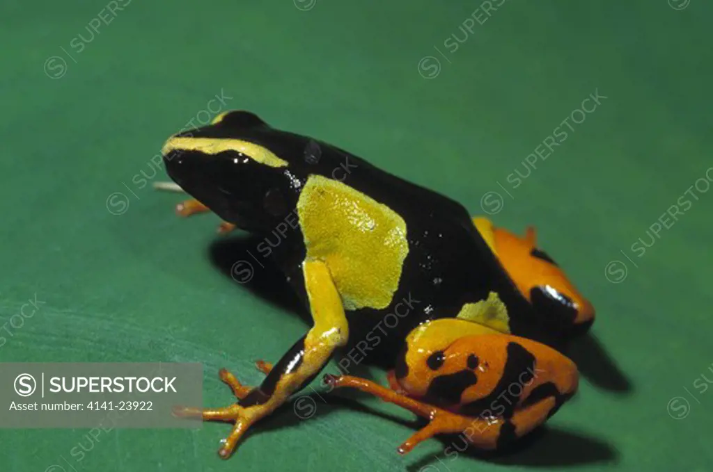 madagascar golden frog mantella madagascariensis mantadia national park madagascar