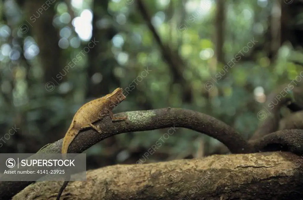 stump-tailed chameleon brookesia superciliaris marojejy national park northern madagascar