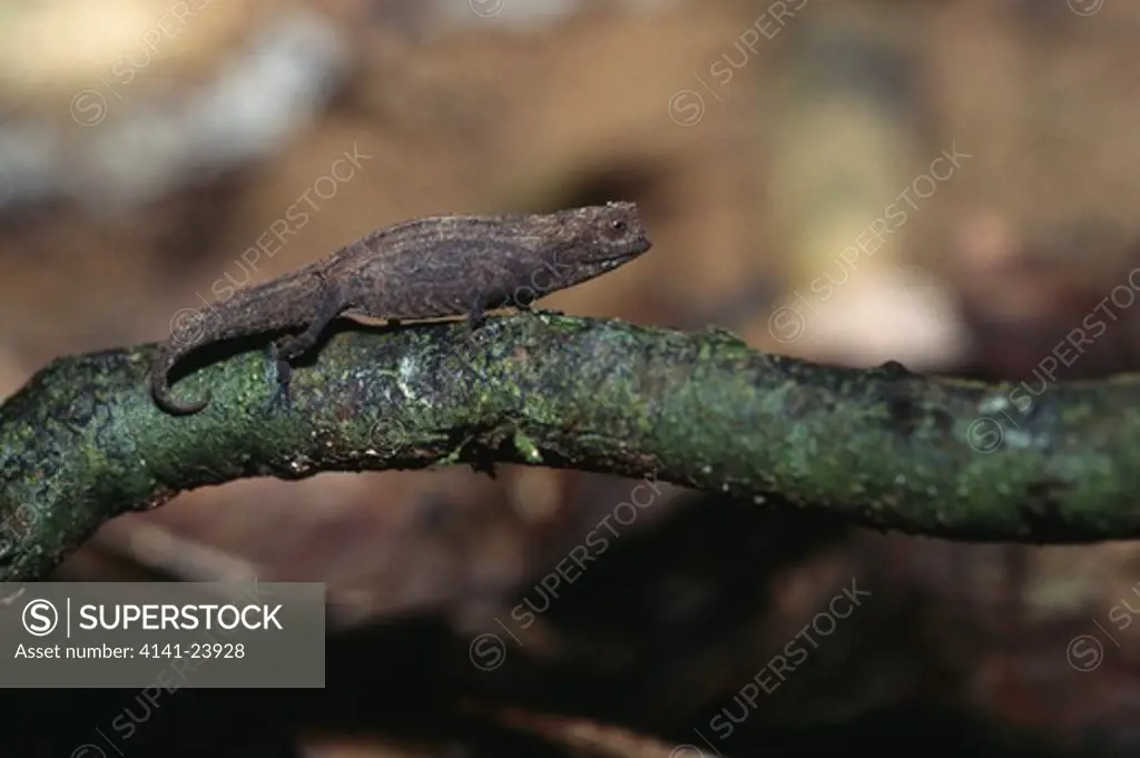 pygmy stump-tailed chameleon brookesia minima on forest floor nosy mangabe reserve madagascar