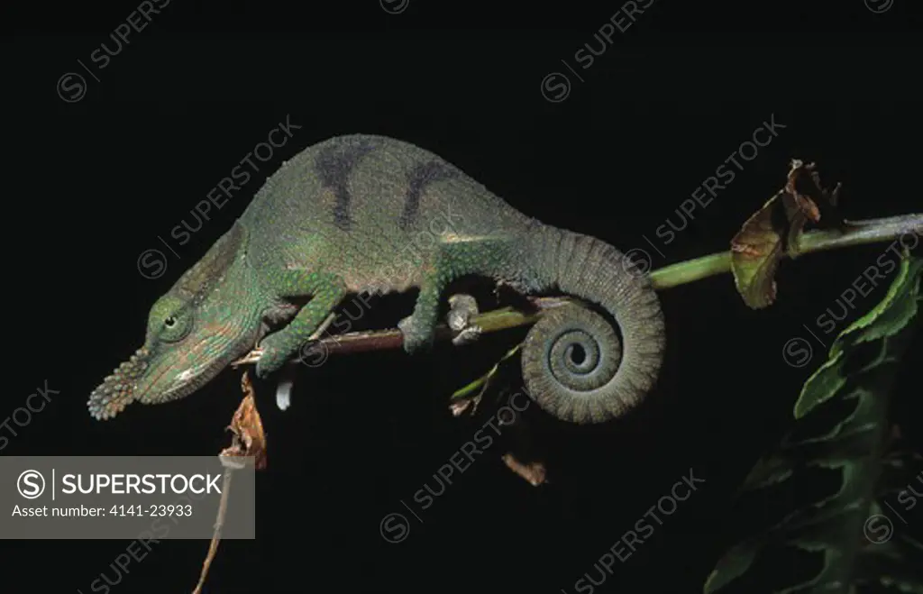 boettger's chameleon calumma boettgeri montagne d'ambre national park madagascar. 