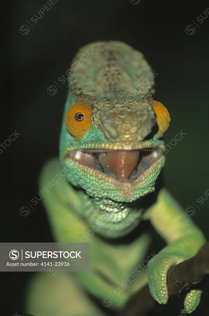 parson's chameleon calumma or chamaeleo parsonii mantadia national park madagascar 