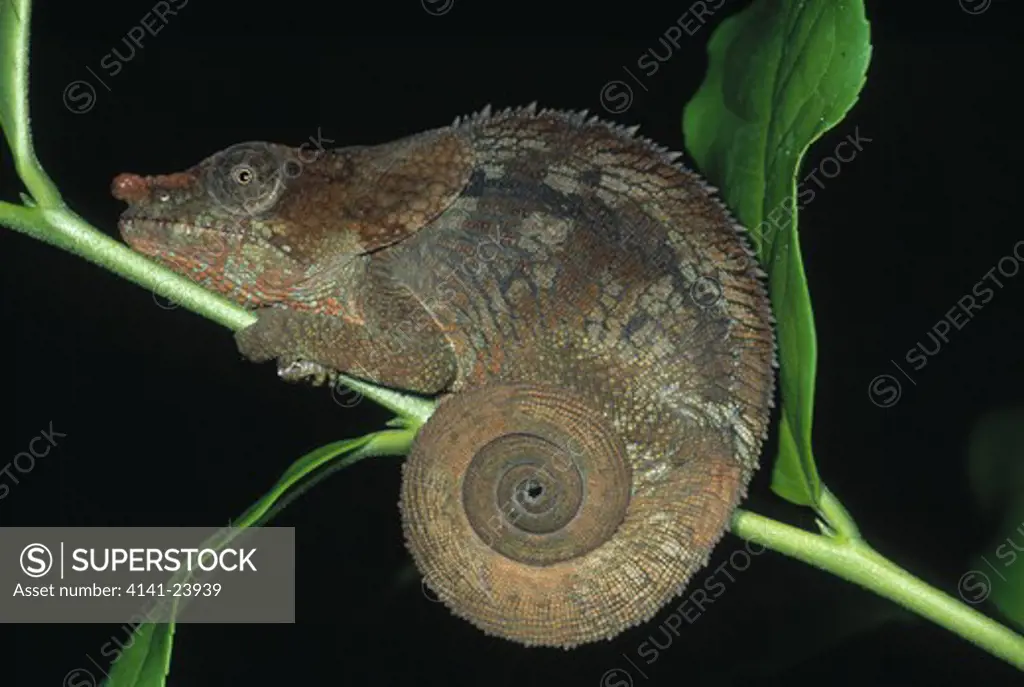 short-horned chameleon male chamaeleo brevicornis or calumma brevicornis mantadia np madgascar.