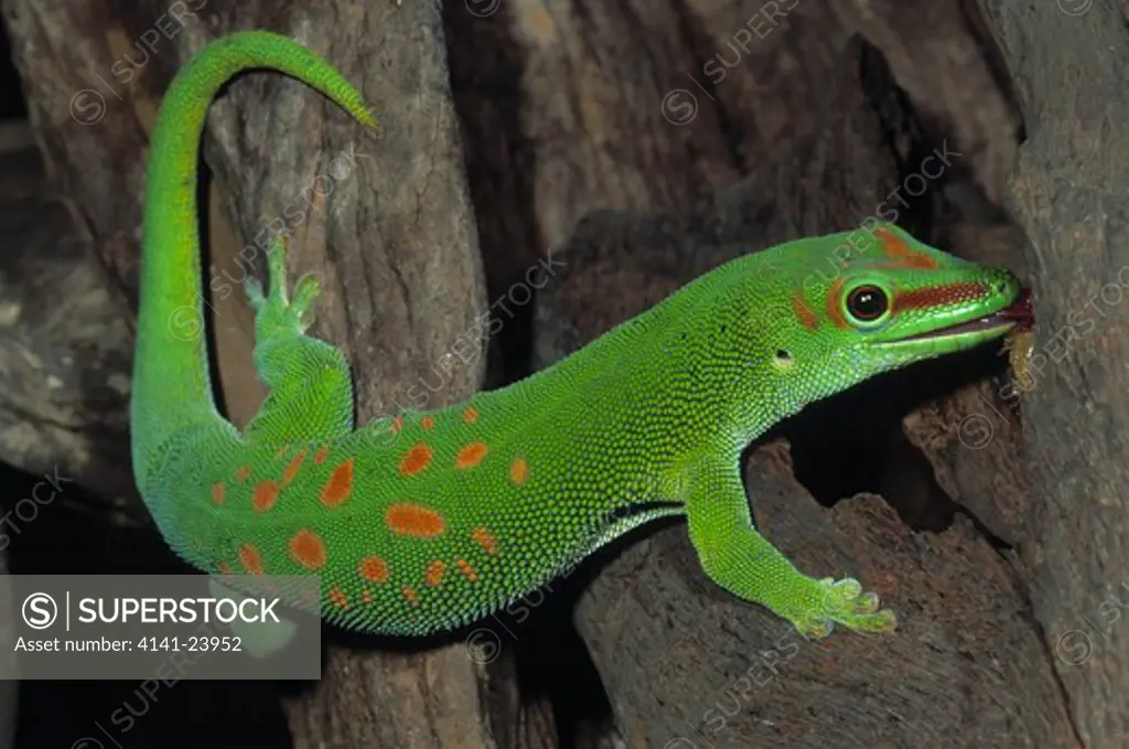 giant day gecko phelsuma madagascariensis grandis ankarana reserve madagascar 