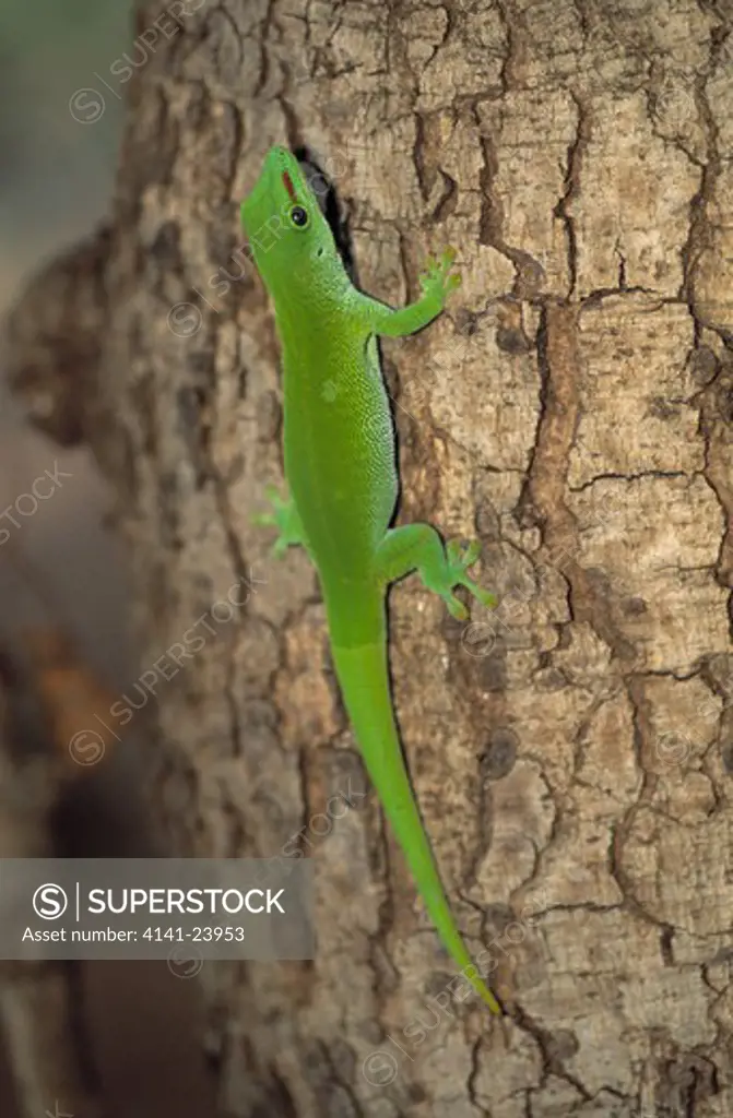 madagascar day gecko phelsuma madagascariensis ankarana reserve madagascar