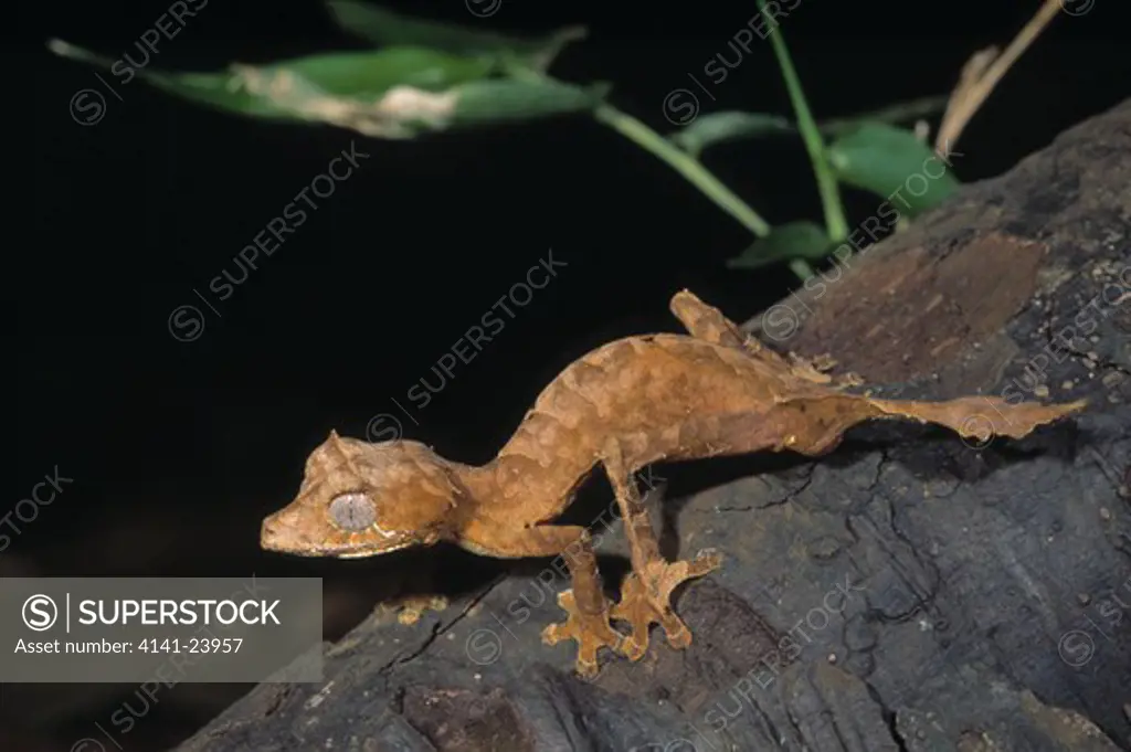 nosy be flat-tail gecko uroplatus ebenaui ankarana special reserve madagascar 