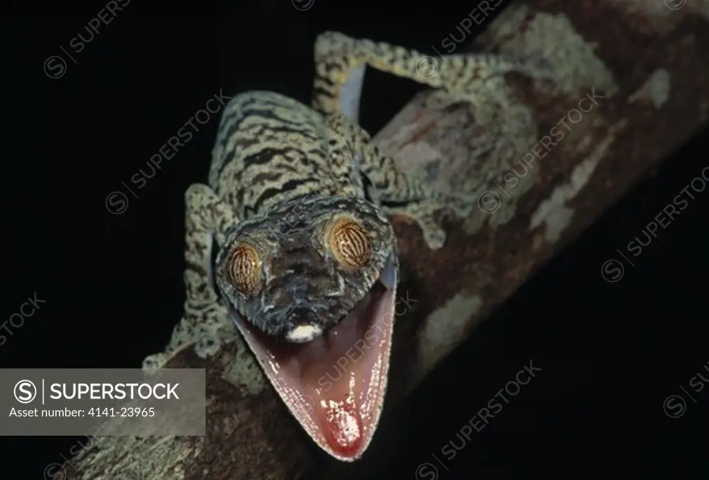 leaf-tailed gecko uroplaus firmbriatus in threat posture nosy mangabe madagascar