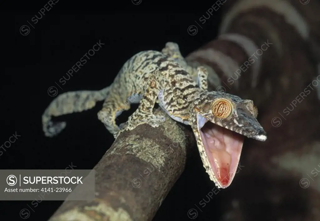 leaf-tailed gecko uroplatus fimbriatus threat display madagascar