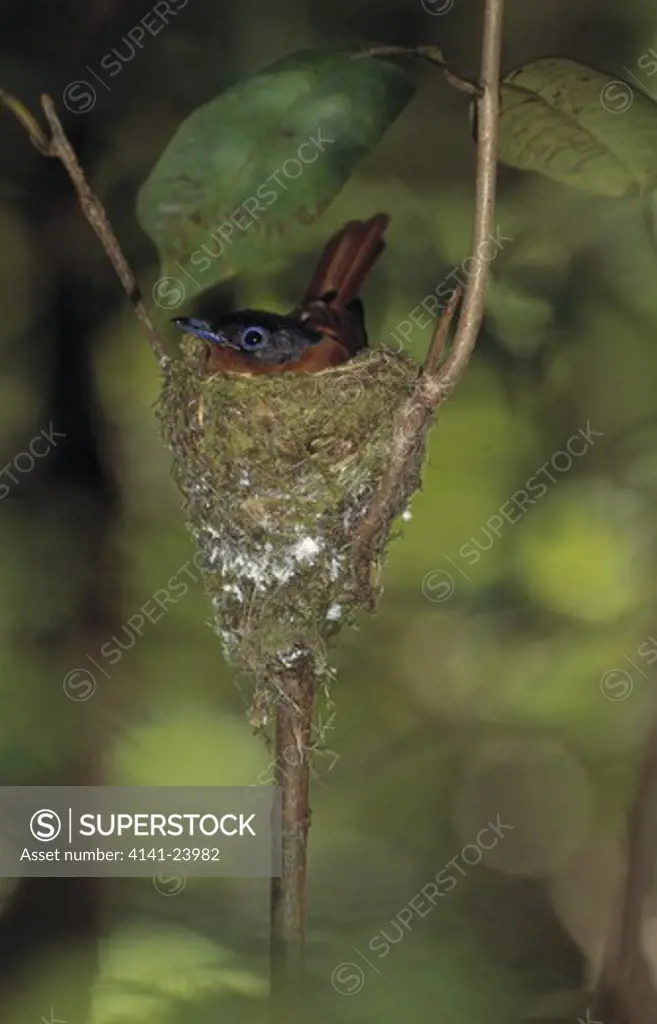 madagascar paradise flycatcher terpsiphone mutata on nest in fork of tree masoala national park madagascar 