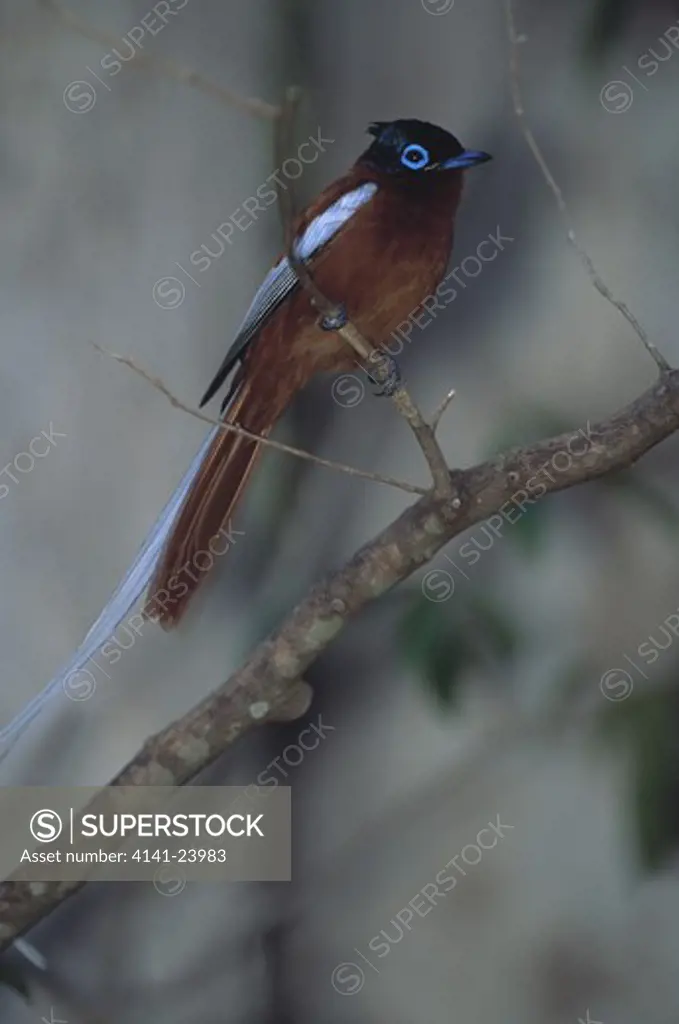 madagascar paradise flycatcher terpsiphone mutata male in breeding plumage on branch madagascar 