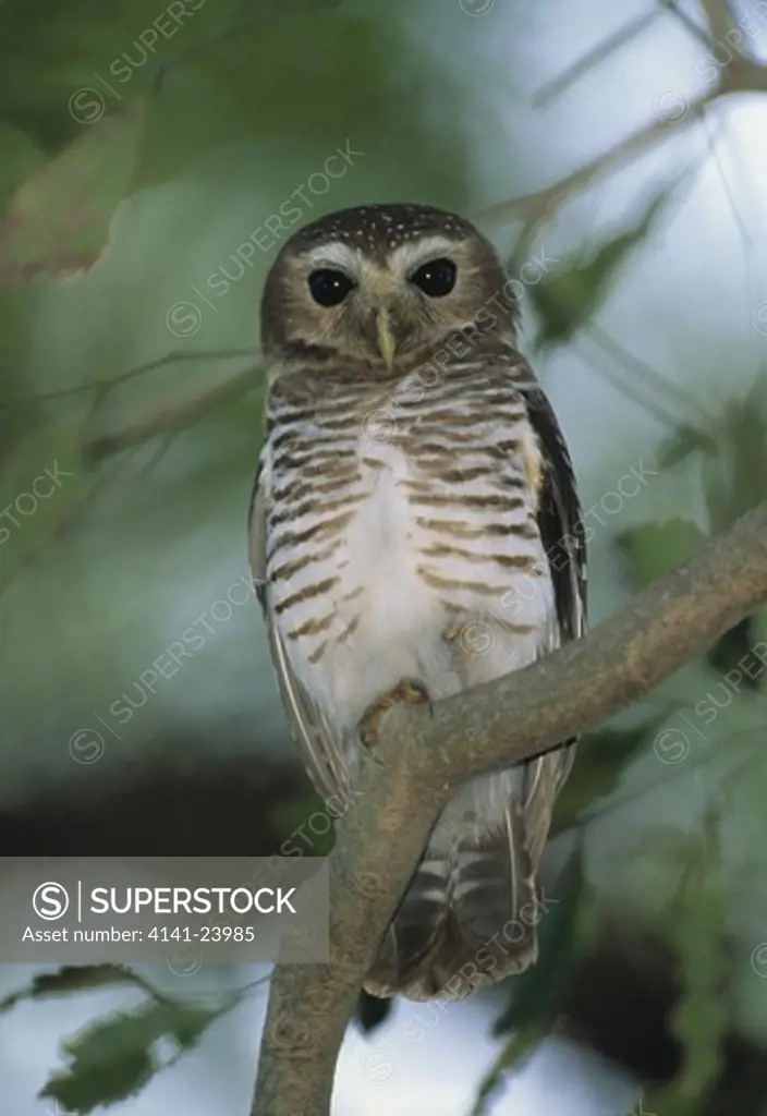white-browed owl roosting ninox superciliaris berenty reserve madagascar also called madagascar hawk owl