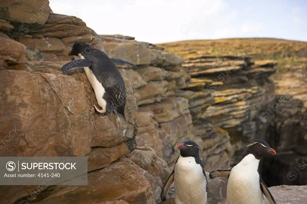 rockhopper penguin eudyptes chrysocome chrsocome scrambling up cliff falkland islands