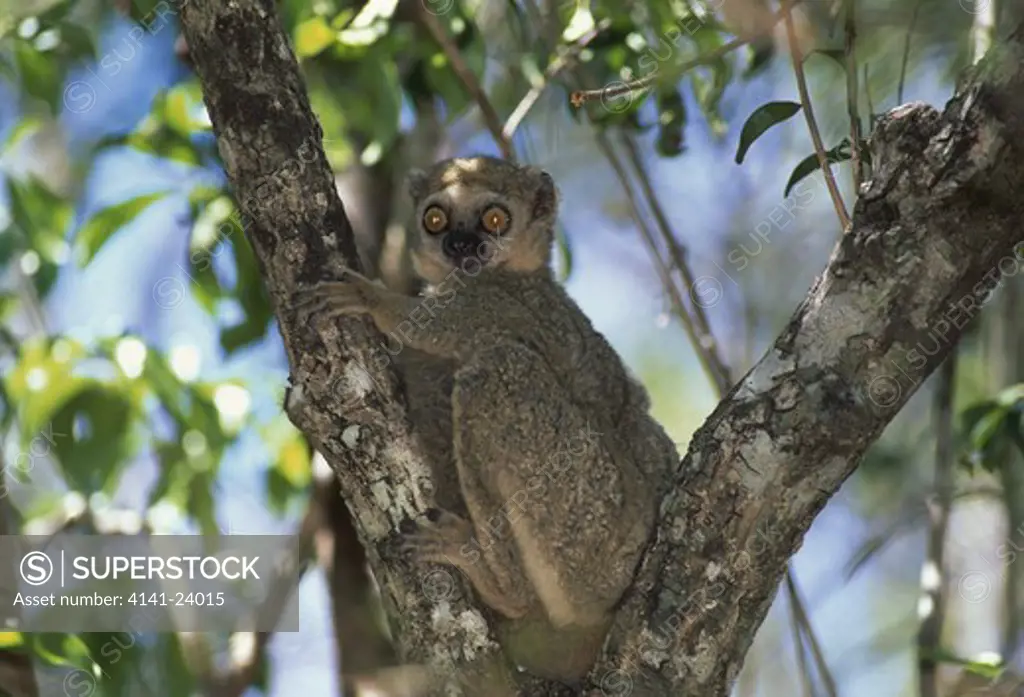 western woolly lemur avahi occidentalis ampijoroa nw madagascar