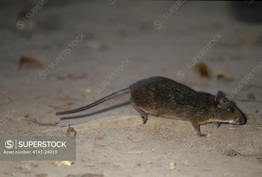 lowland red forest rat nesomys audeberti ranomafana national park south-east madagascar.