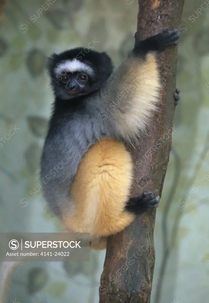 diademed lemur propithecus diadema undescribed sub-species from north of tsinjoariva eastern madagascar