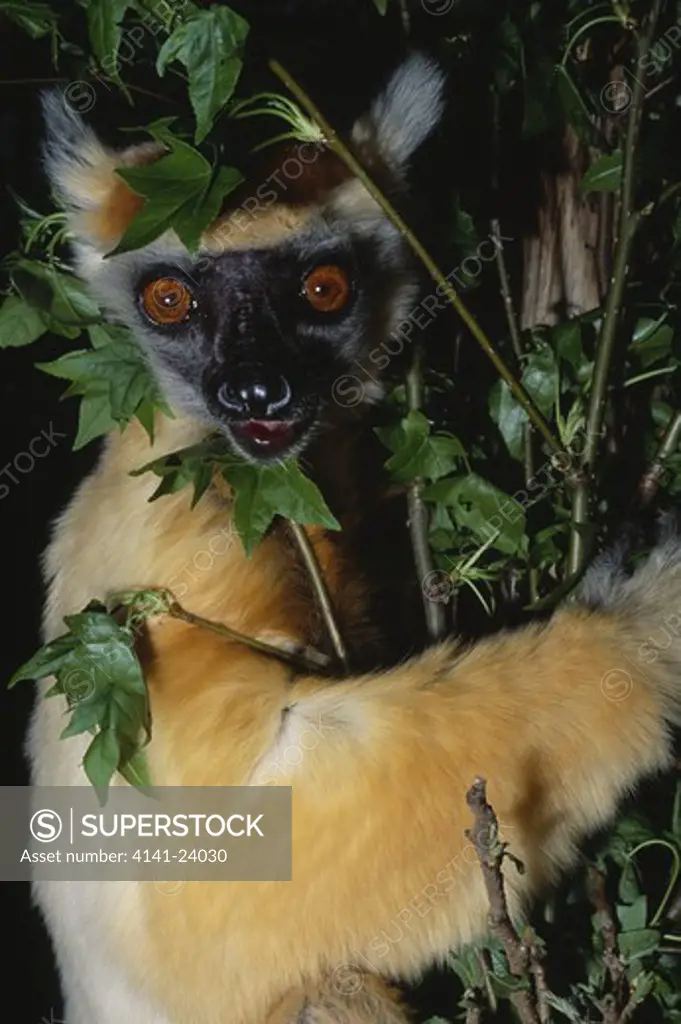 golden crowned sifaka lemur propithecus tattersalli endemic to dry deciduous forests near daraina north eastern madagascar