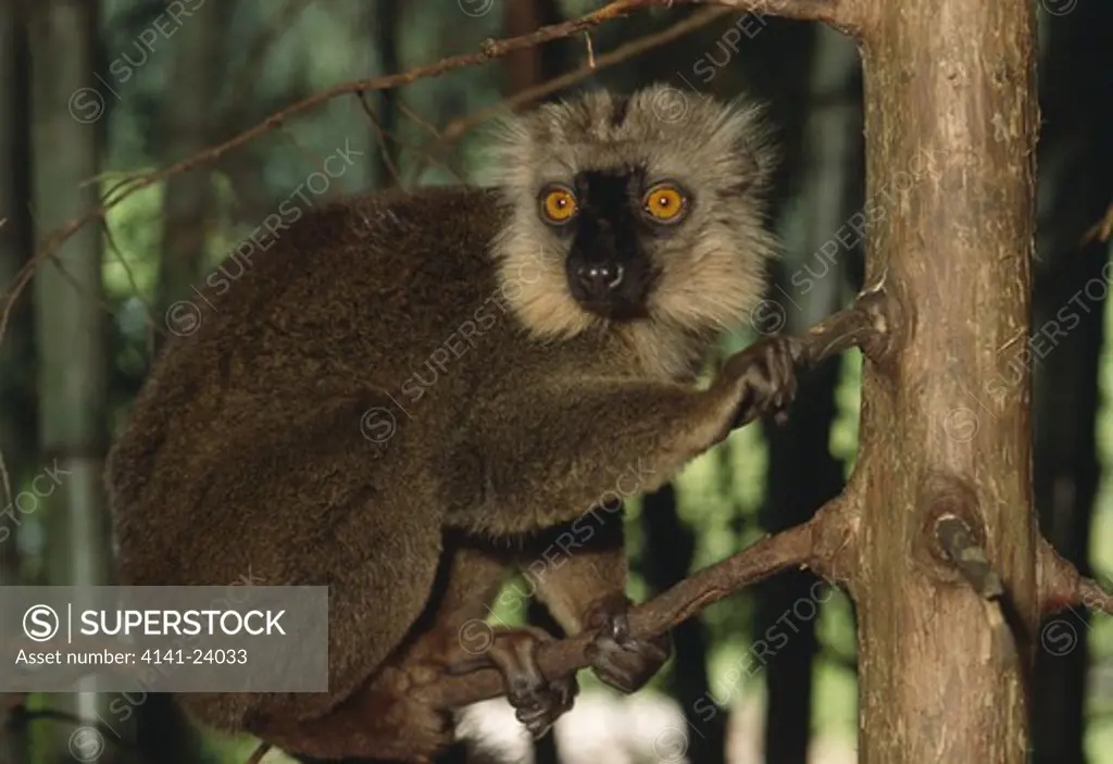 sanford's brown lemur male eulemur fulvus sanfordi browsing in forest canopy. mount d'ambre national park madagascar.