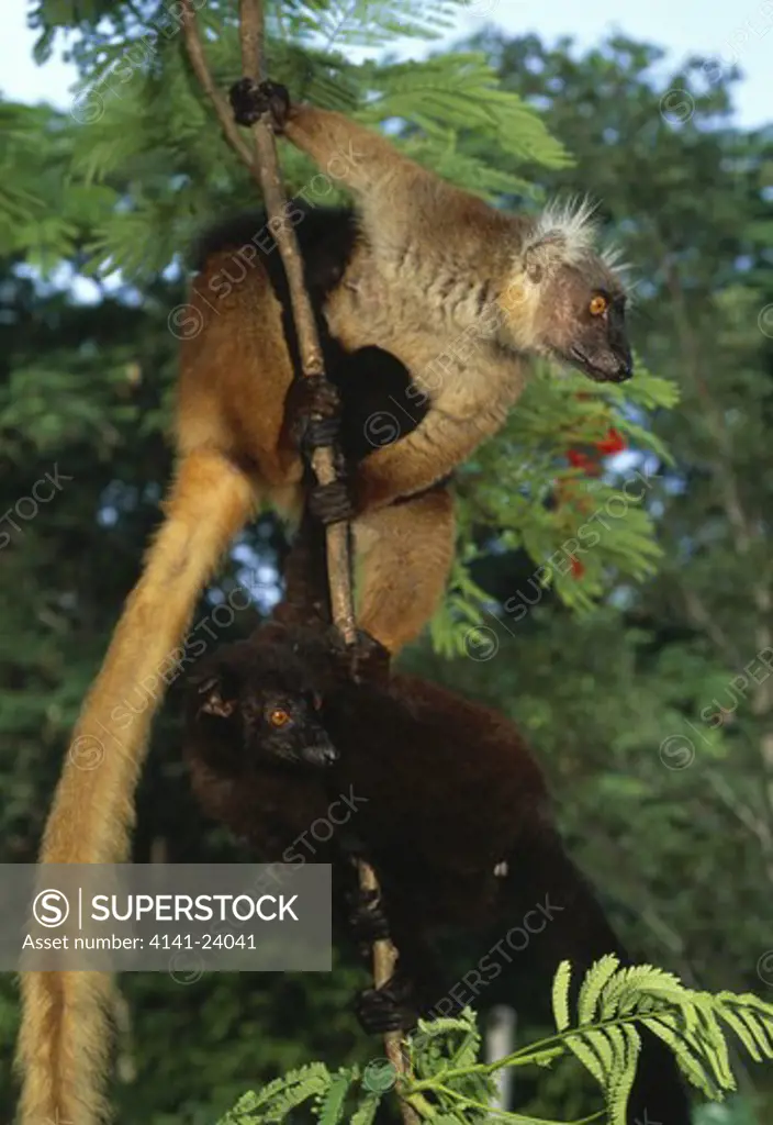 black lemur pair in tree eulemur macao macaco nosy komba nw madagascar endemic to madagascar