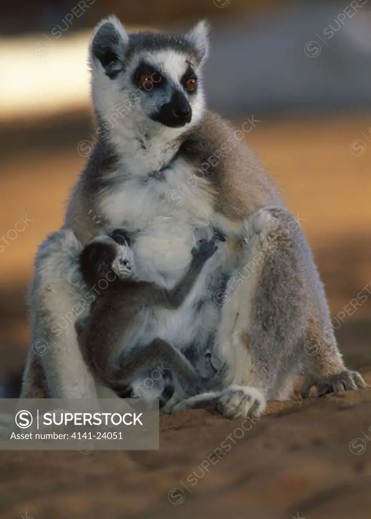 ring-tailed lemur suckling young lemur catta berenty reserve southern madagascar