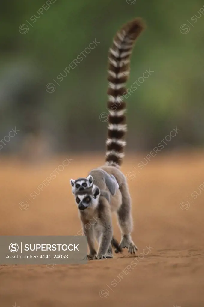 ring-tailed lemur female & baby lemur catta berenty reserve south madagascar
