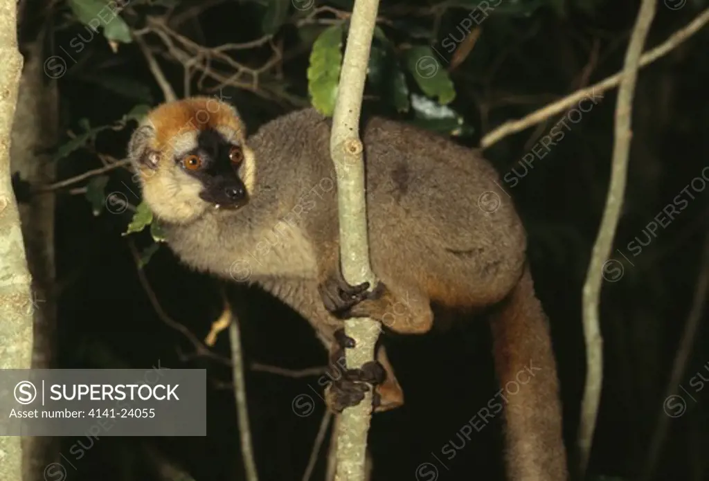 red-fronted brown lemur eulemur fulvus rufus male clinging to thin trunk kirindy western madagascar