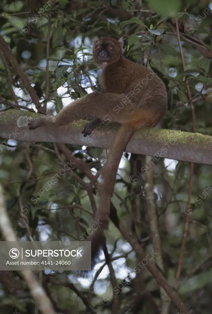 greater bamboo lemur hapalemur simus ranomafana national park southeastern madagascar.