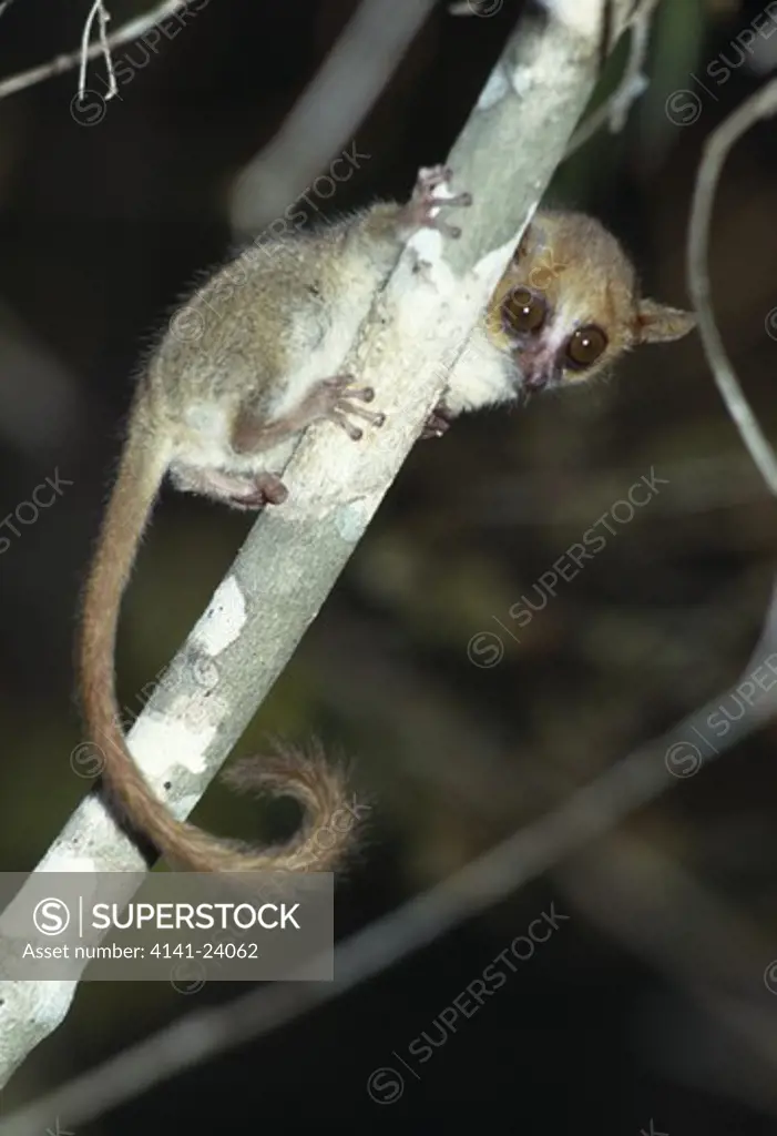 madame berth's mouse lemur microcebus berthae kirindy forest madagascar. world's smallest primate