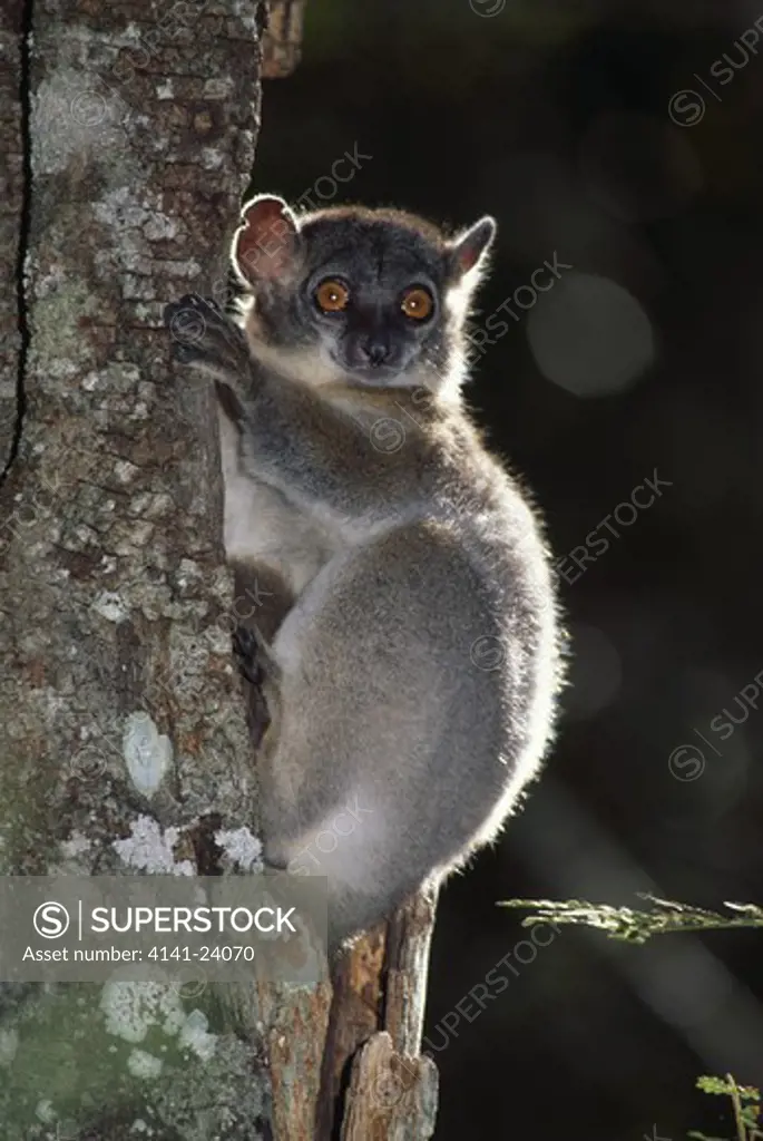 red-tailed sportive lemur lepilemur ruficaudatus clinging to tree trunk kirindy western madagascar