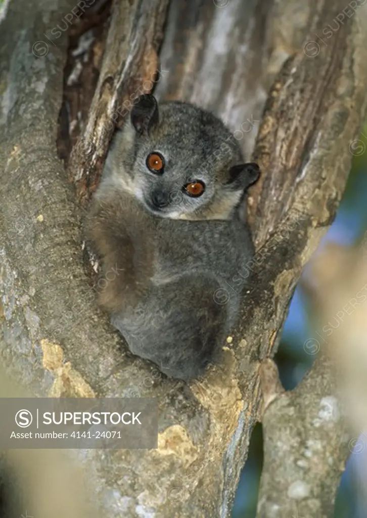 white-footed sportive lemur lepilemur leucopus resting in tree hole. berenty reserve madagascar.