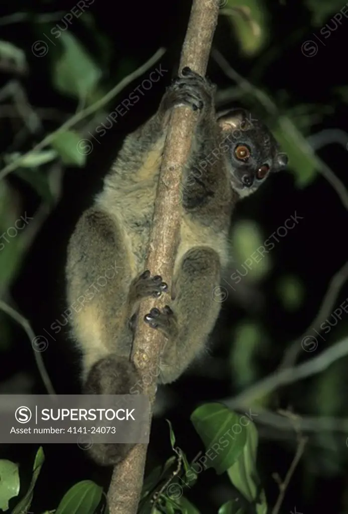 northern sportive lemur lepilemur septentrionalis climbing tree at night ankarana reserve madagascar