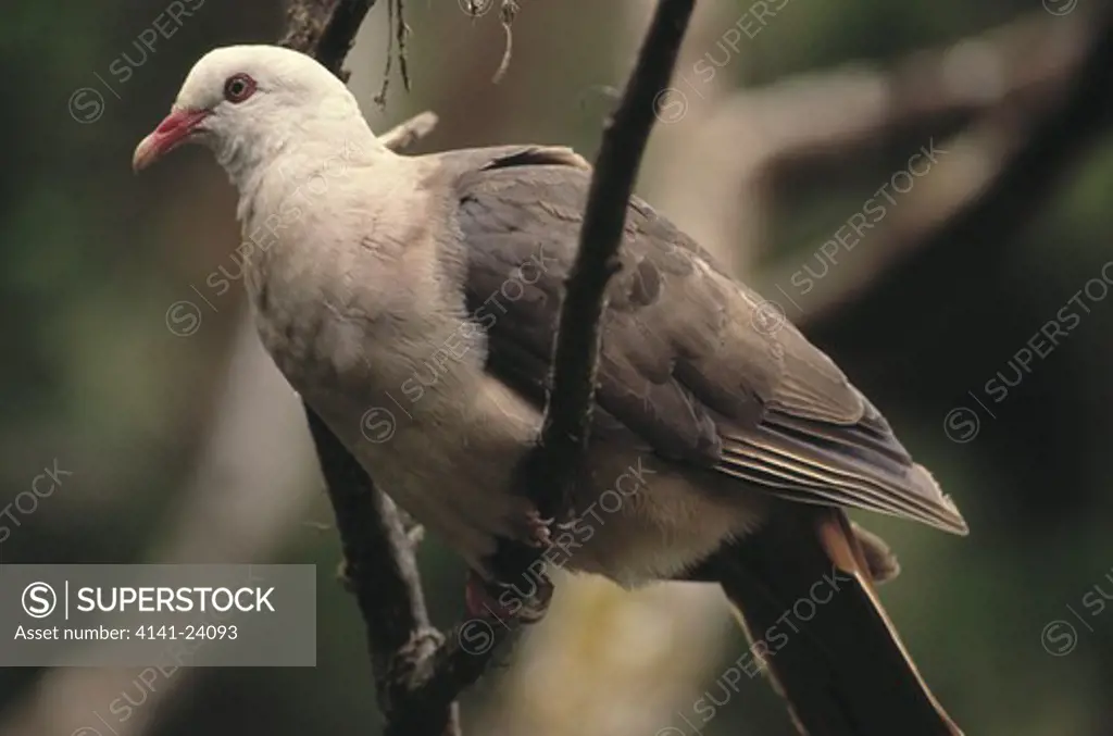 mauritius pink pigeon columba mayeri on branch pigeon wood mount cocotte mauritius. endangered species
