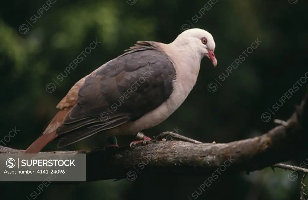 mauritius pink pigeon columba mayeri pigeon wood mount cocotte mauritius endangered species