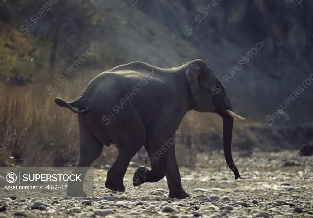 asian elephant wild elephas maximus corbett national park india.