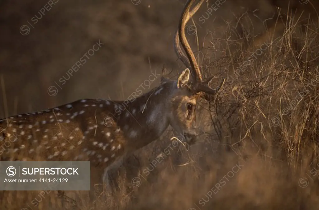 chital or spotted deer male axis axis scraping off velvet ranthambhore national park rajasthan nw india