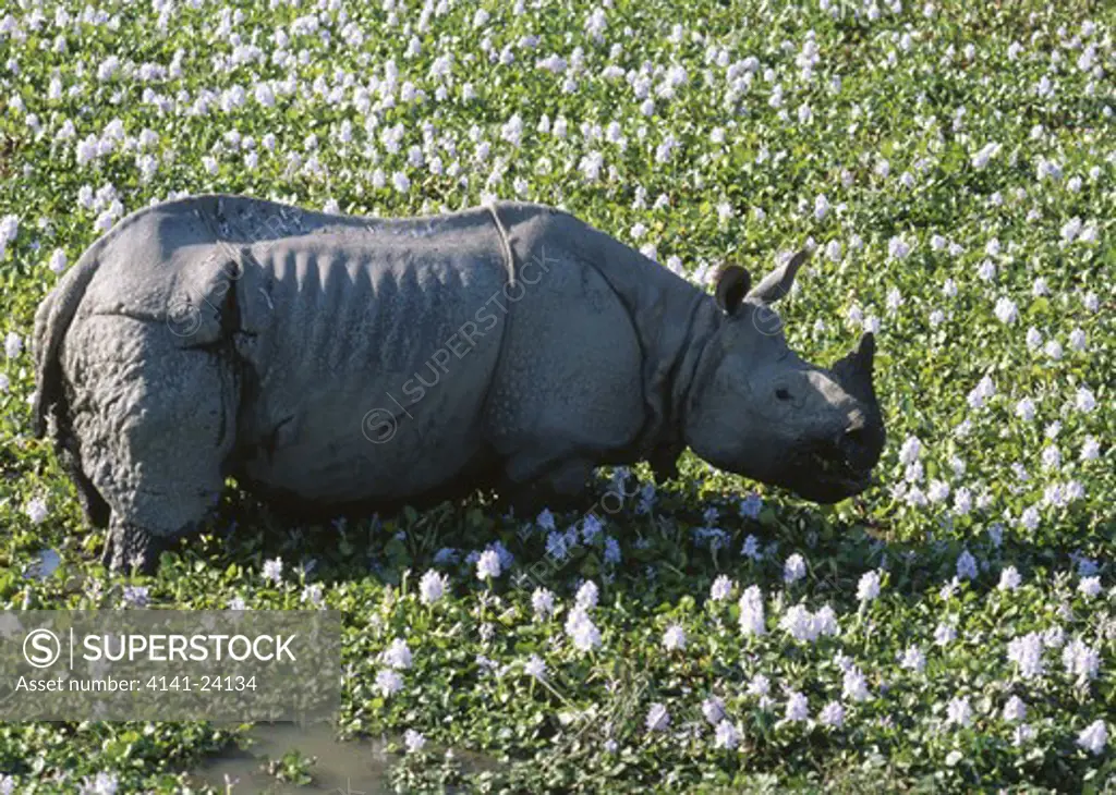 asian one-horned rhinoceros rhinoceros unicornis in water hyacinth swamp. kaziranga nat'l park assam india. endangered species